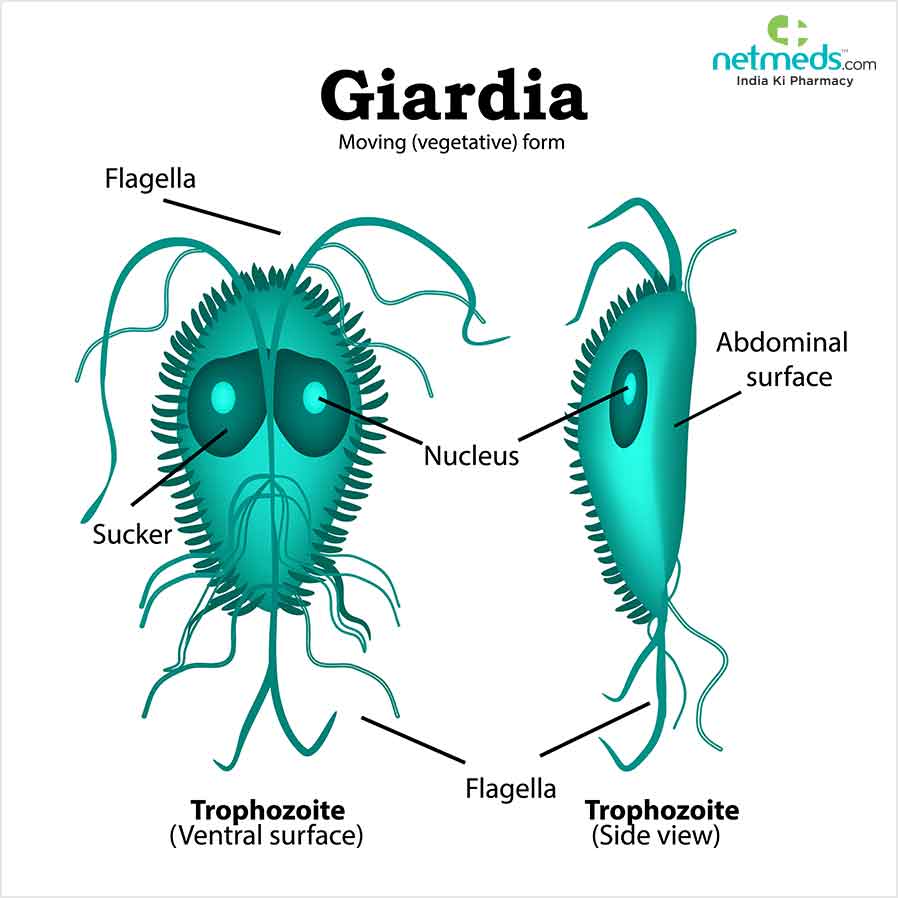 Infección por Giardia: causas, síntomas y tratamiento