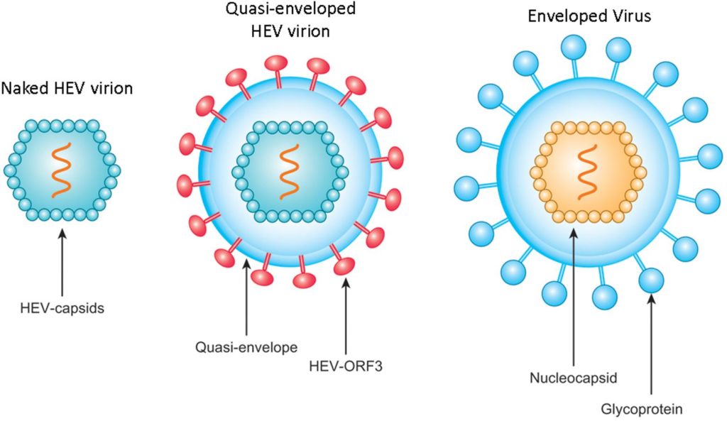 Estructura del virus de la hepatitis E