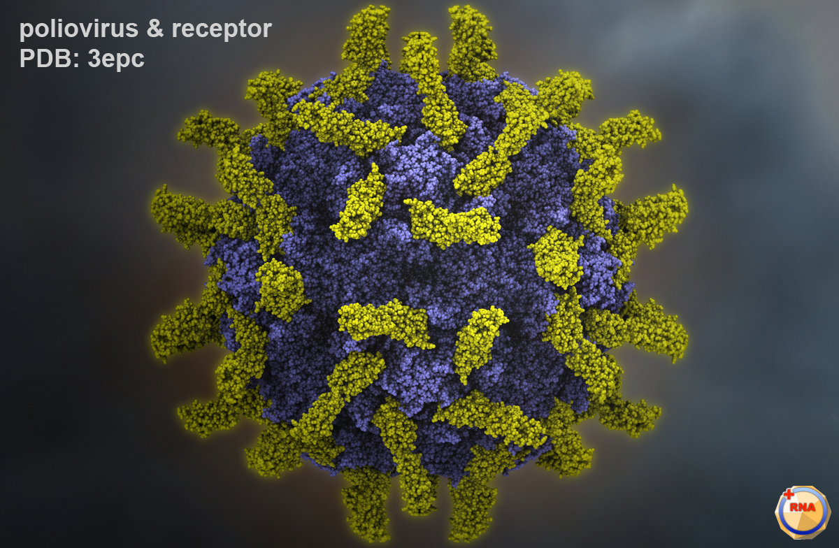 http://medicinabasica.com/wp-content/uploads/2020/12/p1m_poliovirus-receptor.jpg