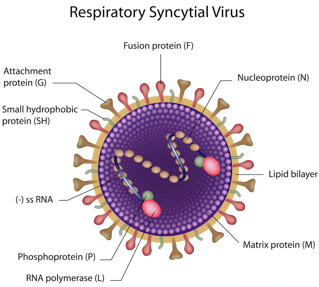 Virus respiratorio sincitial (RSV)
