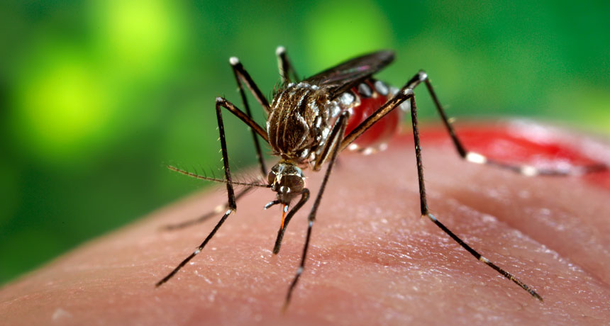 Virus del Zika: síntomas, causas y tratamiento