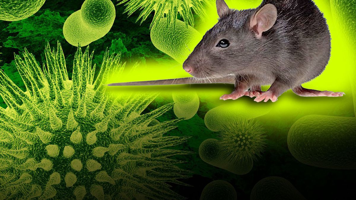Rata infectada con hantavirus