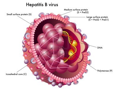 Hepatitis B: causas, síntomas y tratamiento