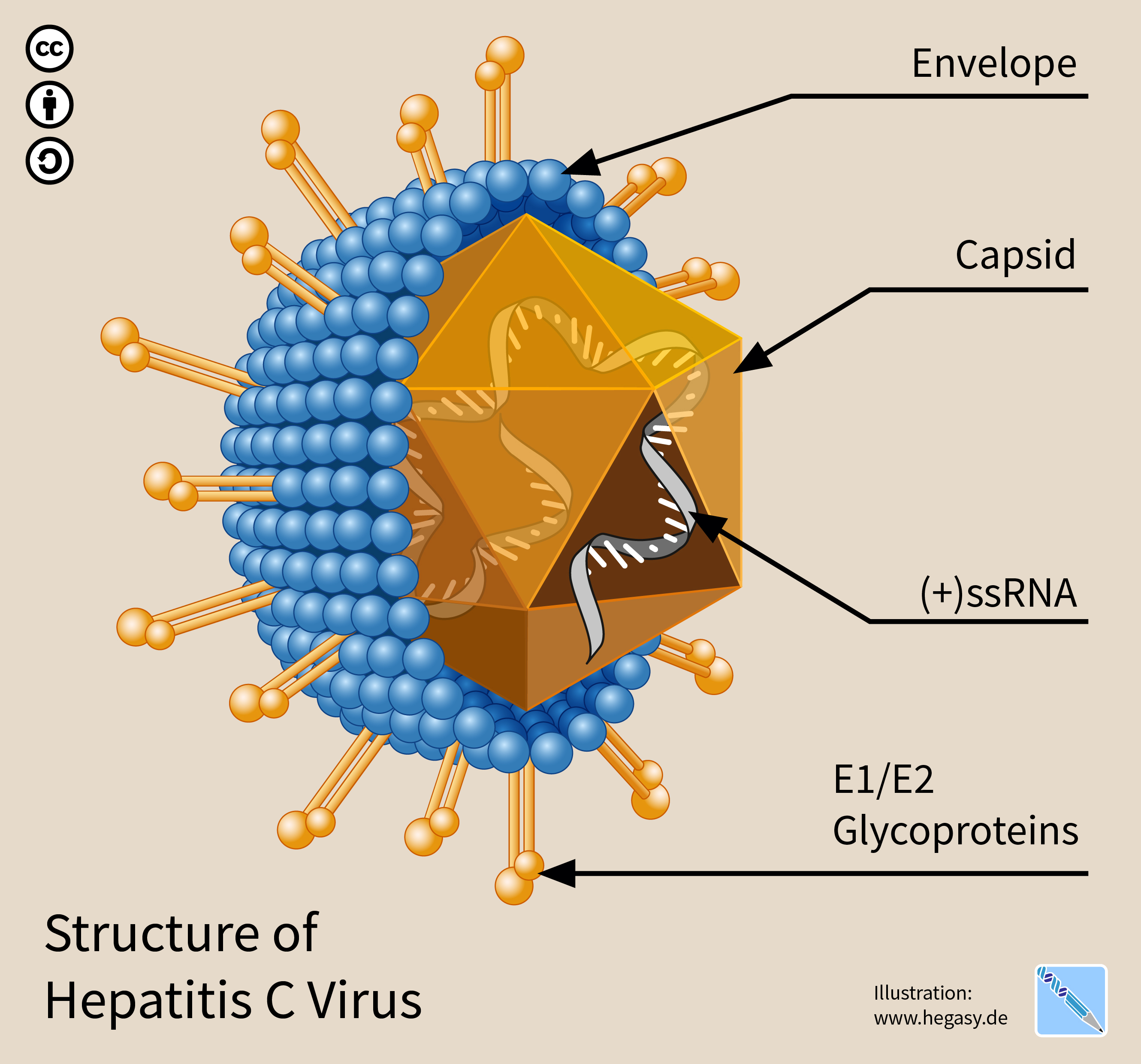 Estructura del virus de la hepatitis C