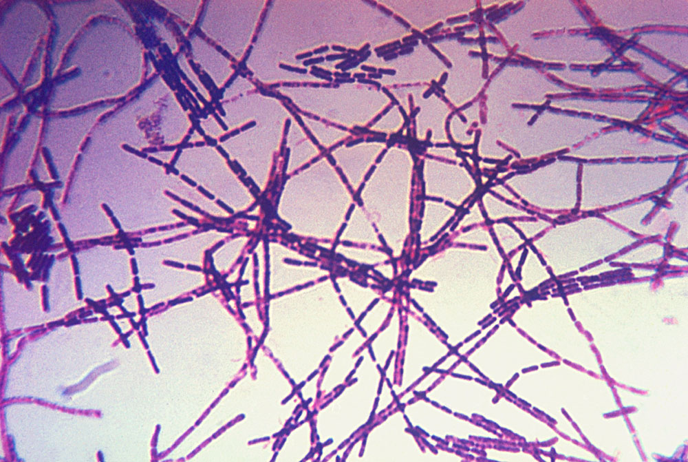 Bacteria Bacillus anthracis