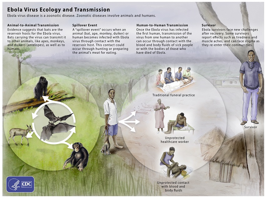 Transmisión del virus del Ébola